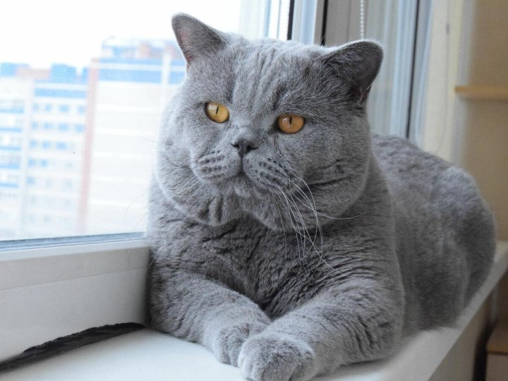 😻 Британская кошка: что важно знать перед , если вы хотите завести эту породу