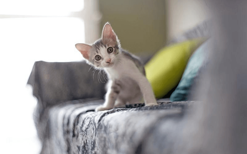 🐱 Что делать, если вы подобрали котёнка на улице