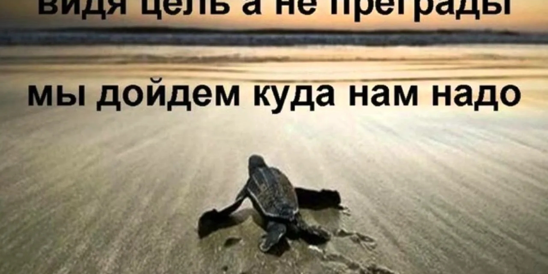 Шанс на жизнь: мы выходим на новый уровень ради хвостиков «Верного друга»