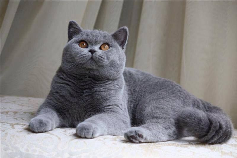 😻 Практические советы по уходу и воспитанию британской кошки