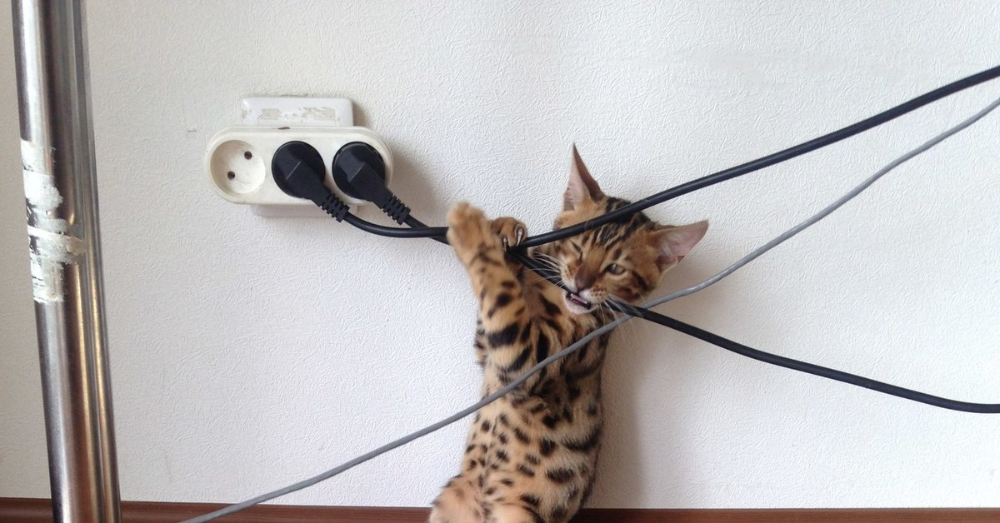 🐱Как отучить котенка грызть провода: 3 проверенных способа