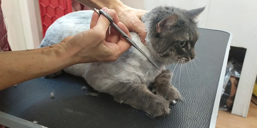🐱 Что будет с кошкой, если подстричь её налысо?
