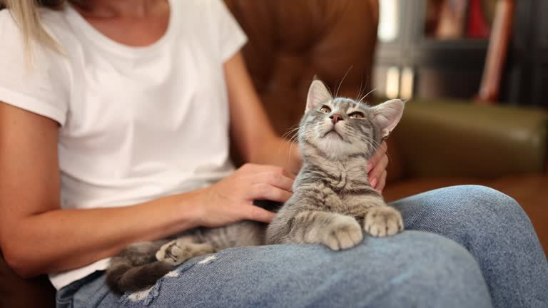 😸😾 Кошачий язык без переводчика: о чём говорит ваш питомец