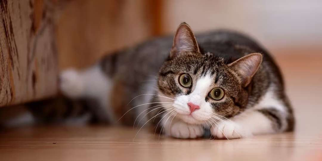 😿 Профилактика МКБ у кошек: как снизить риск заболевания