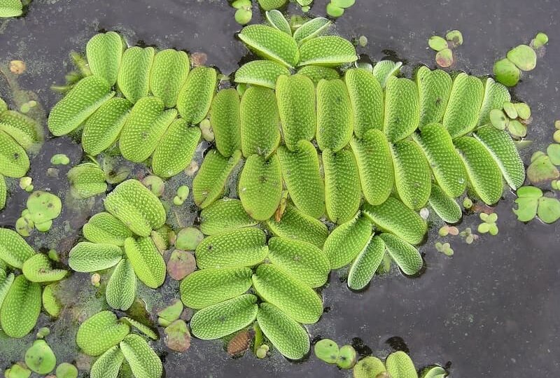 Сальвиния: папоротник, который обманывает воду 🌿