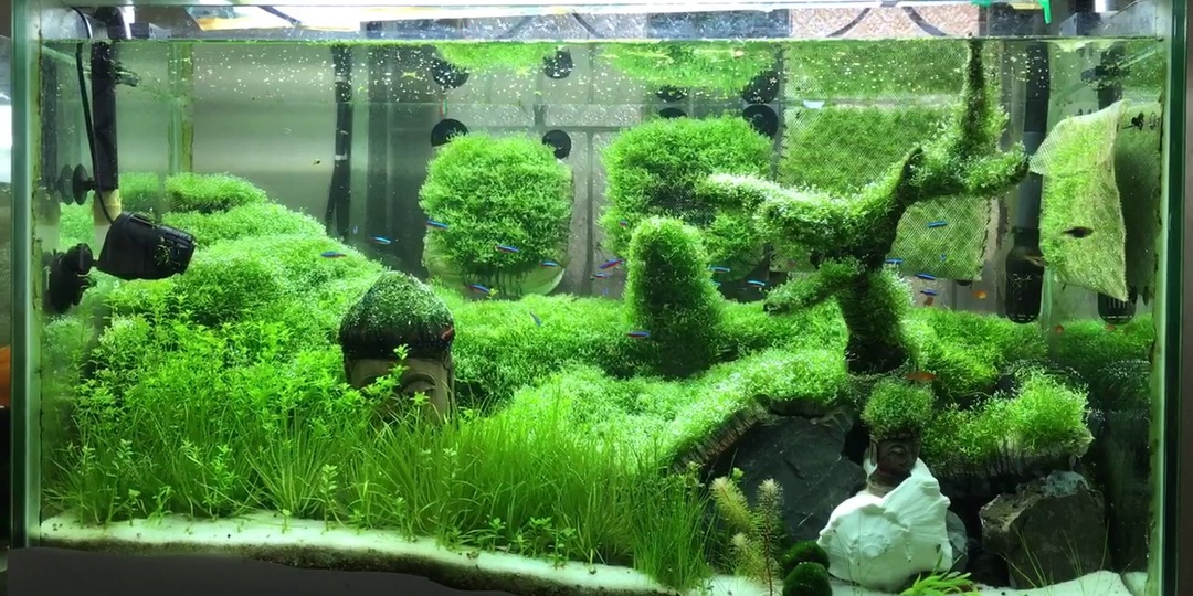 Фрогбит и риччия: два жильца одного этажа 🌿