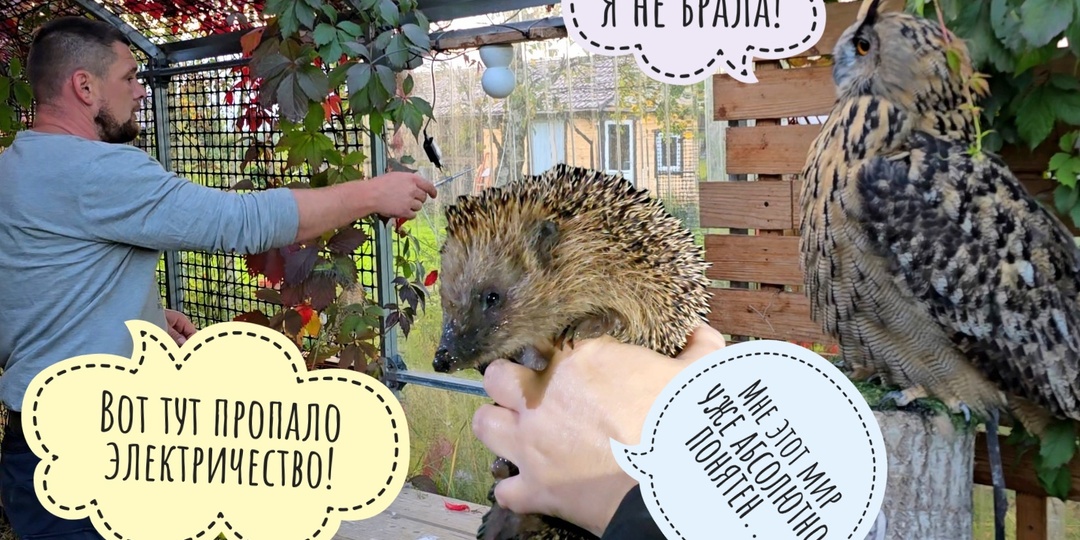 Ёж - птица гордая! У совы Ёлки пропало электричество, но Артём нашёл! Ежевика и яблоки за забором