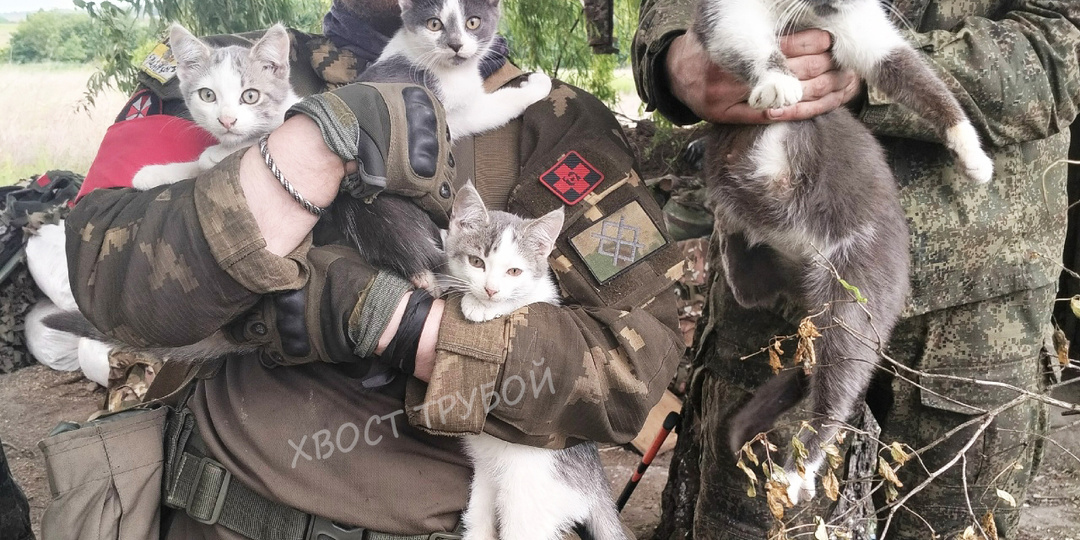 Как боевая кошка, живущая в полях, нашла кота для свиданий. Рассказываем.