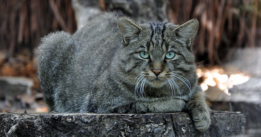 Ключ одинокой кошки