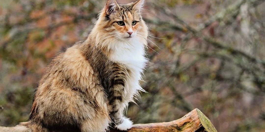 Ключ одинокой кошки