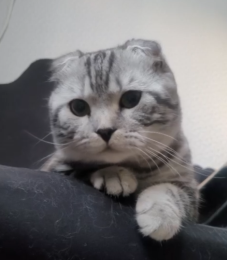 Почему кошки любят лежать в кресле