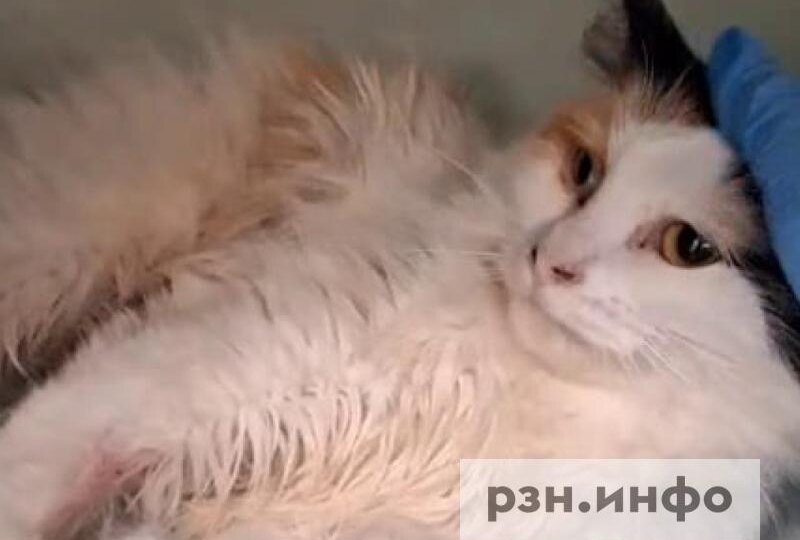 В Рязани кошку выбросили в пакете с восьмого этажа