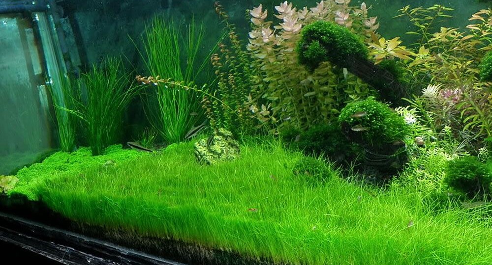 Первый этаж: зелёные ковры из элеохариса, хемиантуса и лилеопсиса 🌿
