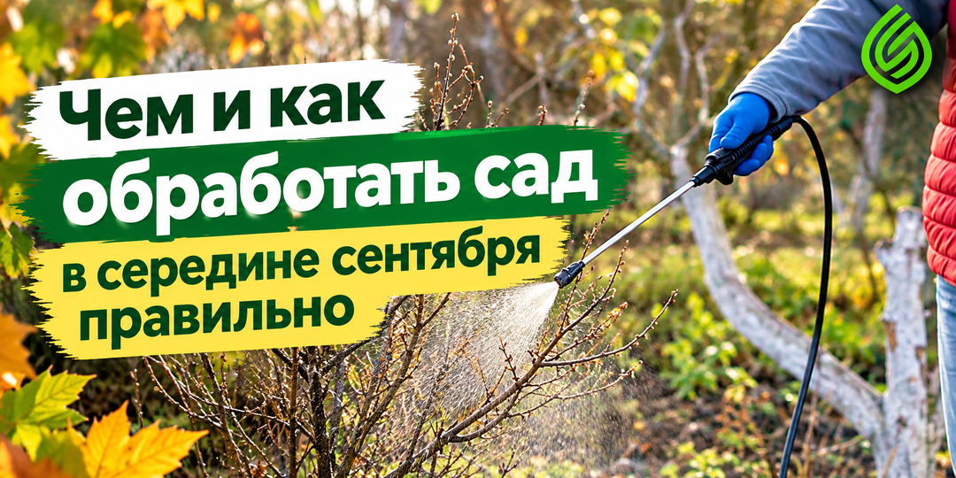 Чем и как обработать сад в середине сентября правильно