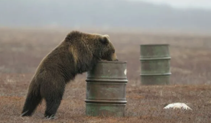 Мы думали, что добыли обычного медведя. Но один анализ мяса заставил нас сжечь всю тушу