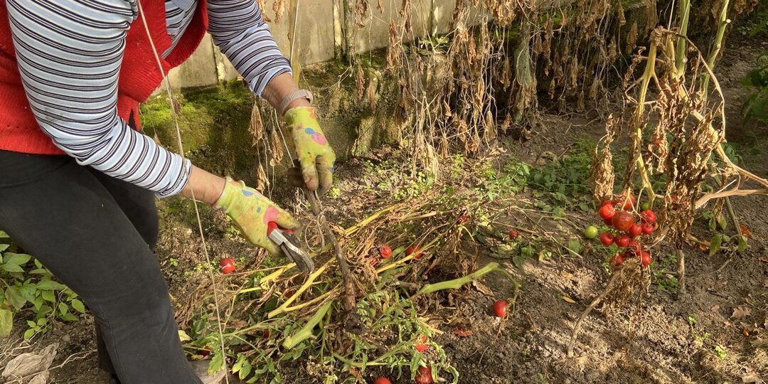 🍅 Чем заняться в теплице после сбора урожая: осенняя уборка, которую нельзя откладывать