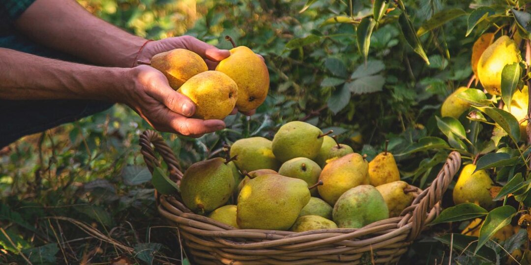 🍐 Почему груши хранятся хуже яблок: 6 правил, которые помогают сохранить урожай до зимы