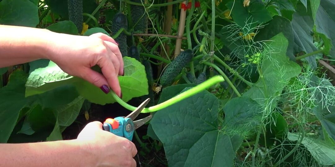 🥒 Огурцы заканчиваются, а грядку жалко пустовать: что можно успеть вырастить после них