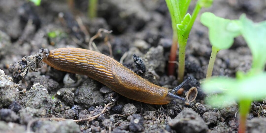 🐌 Слизни готовятся к зиме: где искать их кладки и как уменьшить их количество на участке