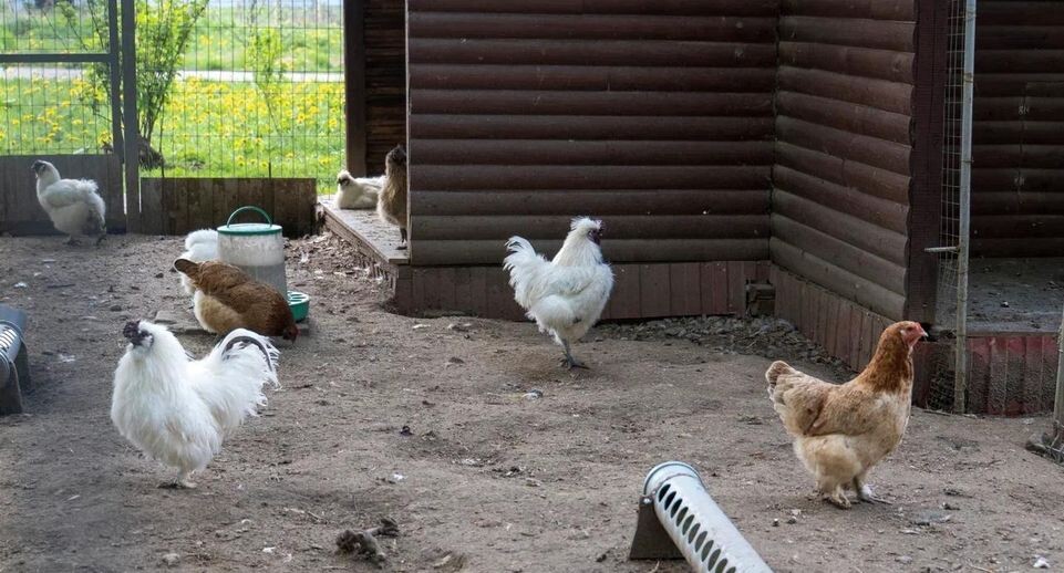 Слышали про новый учет птиц с 1 сентября 2026 года? Я уже все оформила — рассказываю, как