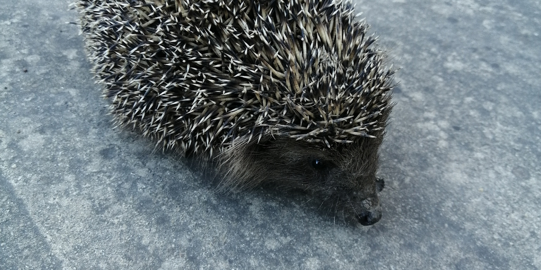 От улыбки хмурый день светлей... 🦔☺️
