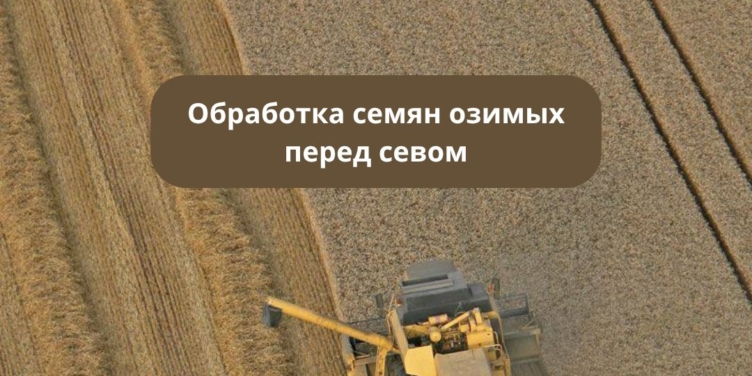 Обработка семян перед севом озимых закладывает старт для будущих всходов ещё до того, как они появятся над землёй