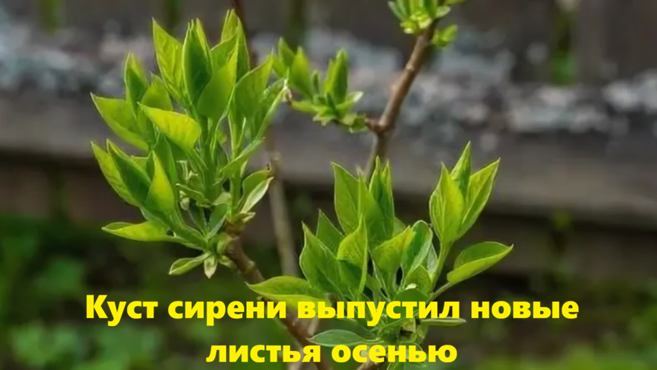Куст сирени выпустил новые листья осенью: Вот что нужно делать немедленно