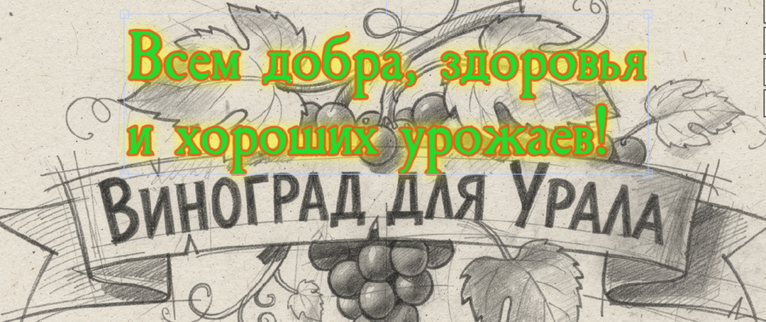 7 лет в теплице растет виноград на Урале: Улица не для него