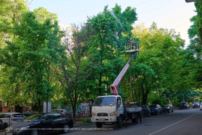 Как спасти Сочи от американской бабочки