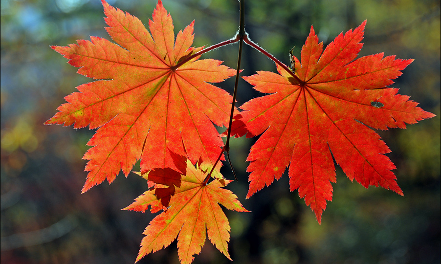 3 дня прогула🍂