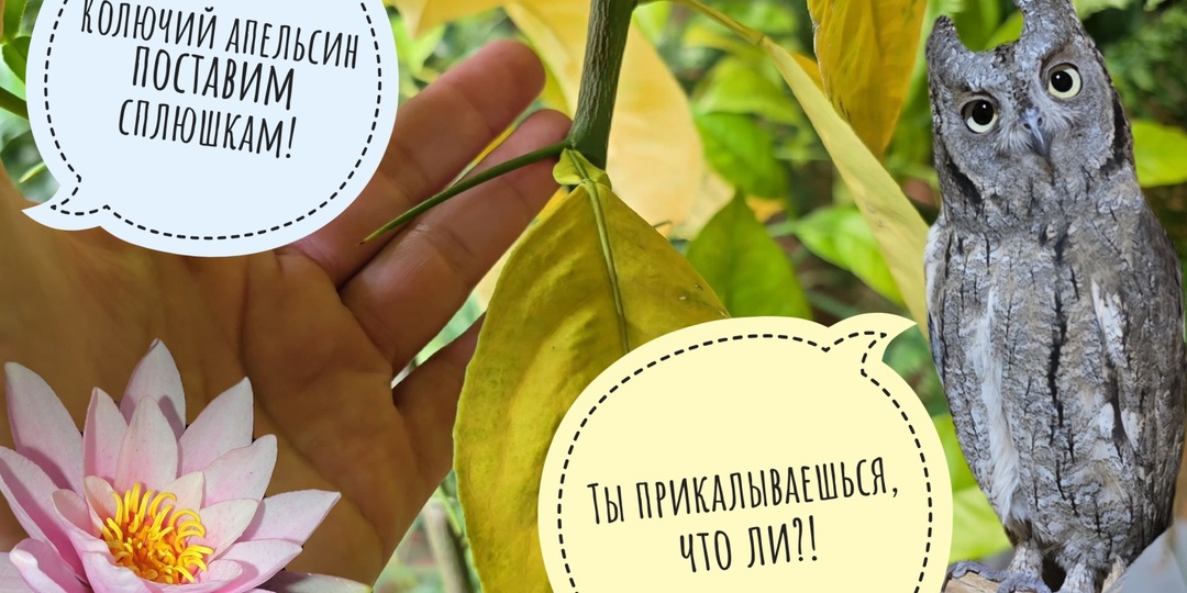Ёжик подбежал и выпросил совиную мышь. У сов сплюшек есть свой цитрус! Нимфеи в пруду сломались