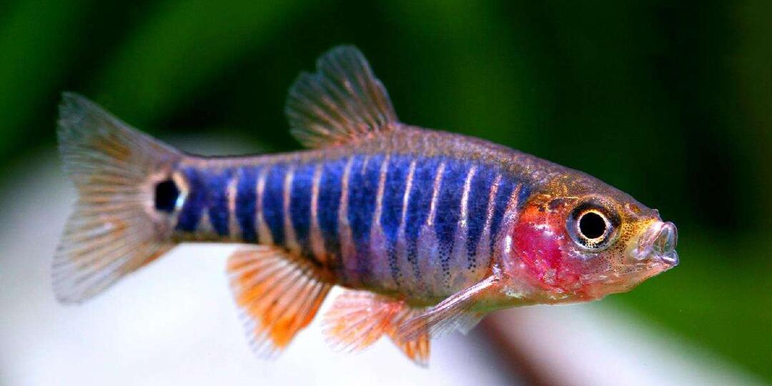 Эритромикрон: крошка из озера Инле, которая сияет, как бирюза 🐟✨
