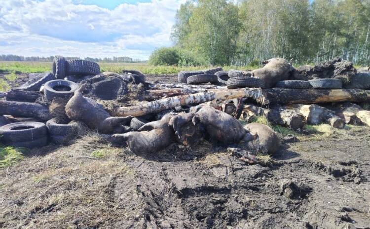 Свиней массово конфискуют у жителей Тюменской области