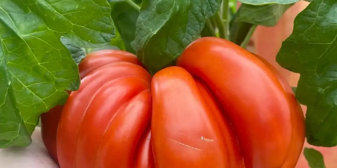 Гигантский томат 🍅Томат, который заставил меня строить люльку - 1150 граммов чистого счастья: мой томат побил все рекорды