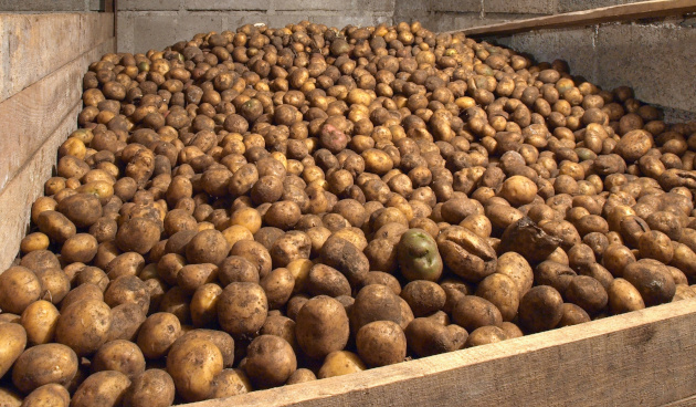 5 ошибок при закладке картофеля на хранение