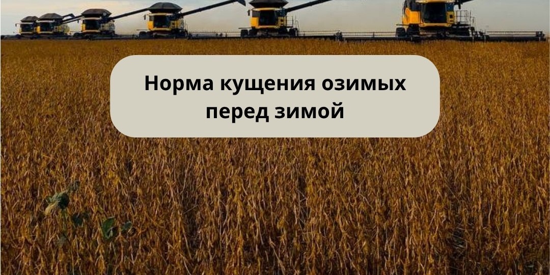 Одна из ключевых характеристик, по которой можно оценить состояние озимых перед зимой — количество побегов на одном растении