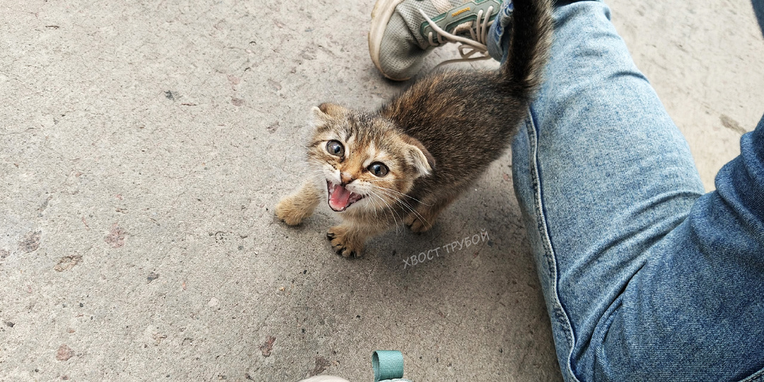 Одинокий котёнок сидел прямо на дороге, но его никто не замечал.