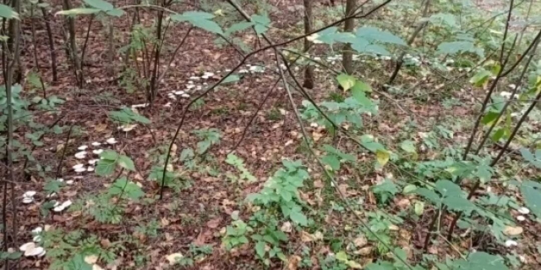 «Ведьмино кольцо» нашли в лесу Ярославской области