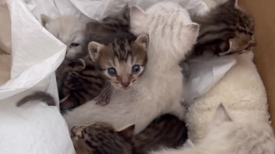 8 котят выброшены на помойку. Срочно ищем кормящую кошку!