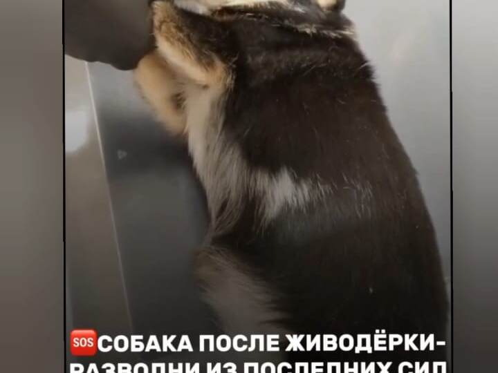 Помогите жертве живодерки-разведенаи🙏🏻