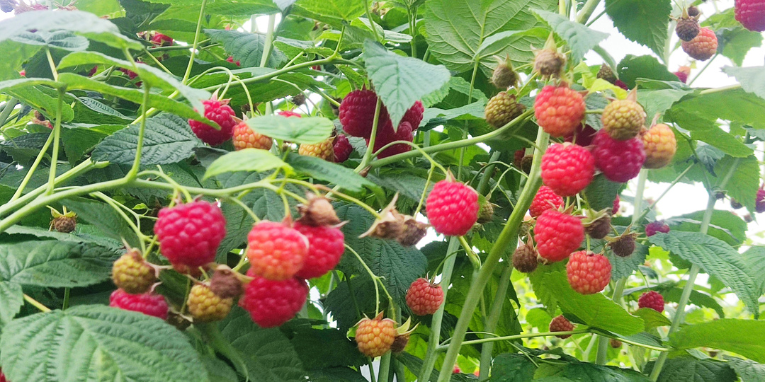 Когда обрезать малину осенью 🍂🍓