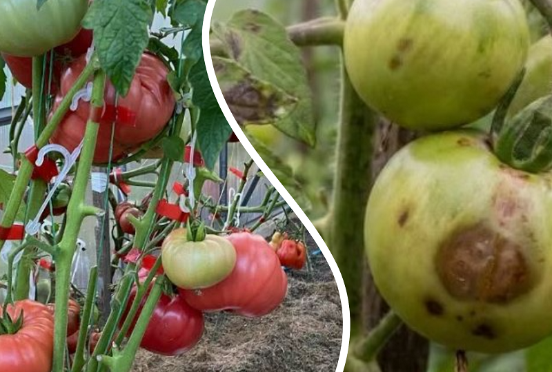 🍅 Фитофтора сожрала мои помидоры за три дня. Рассказываю, как я выжег её из теплицы навсегда