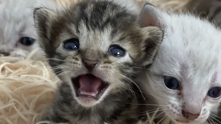 Нашли кормящую кошку, а потом и родную маму.