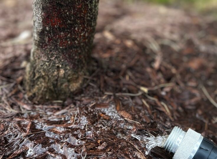 5 критически важных дел в саду, о которых большинство дачников забывают осенью.