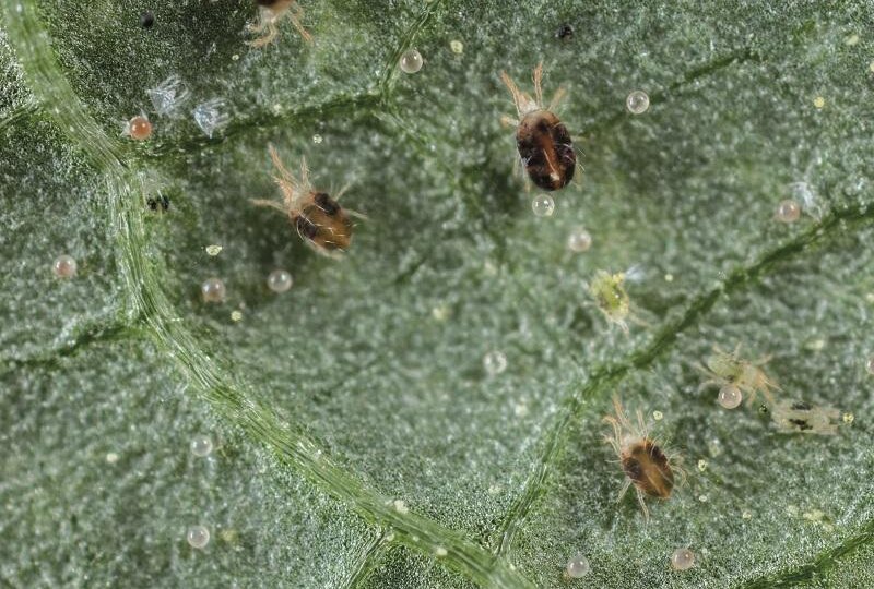🕷️ Паутинный клещ осенью: почему он может пережить зиму в теплице