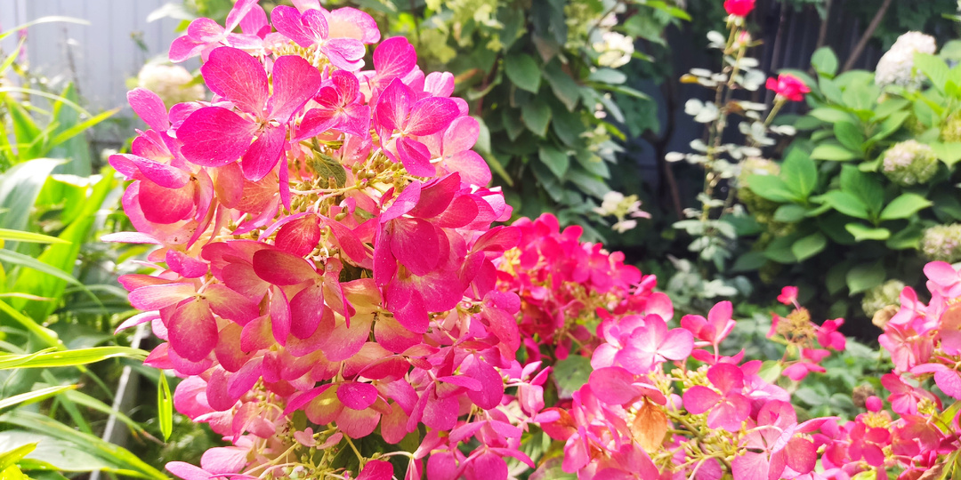 Чем подкормить метельчатую гортензию осенью 🌸🍂