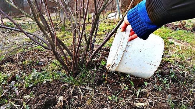 Ошибки в уходе за смородиной и крыжовником в сентябре которые приведут к снижению урожайности.