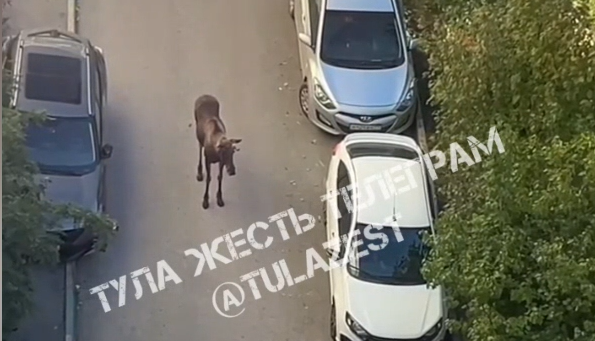 Лось в тульском Мясново попал на видео
