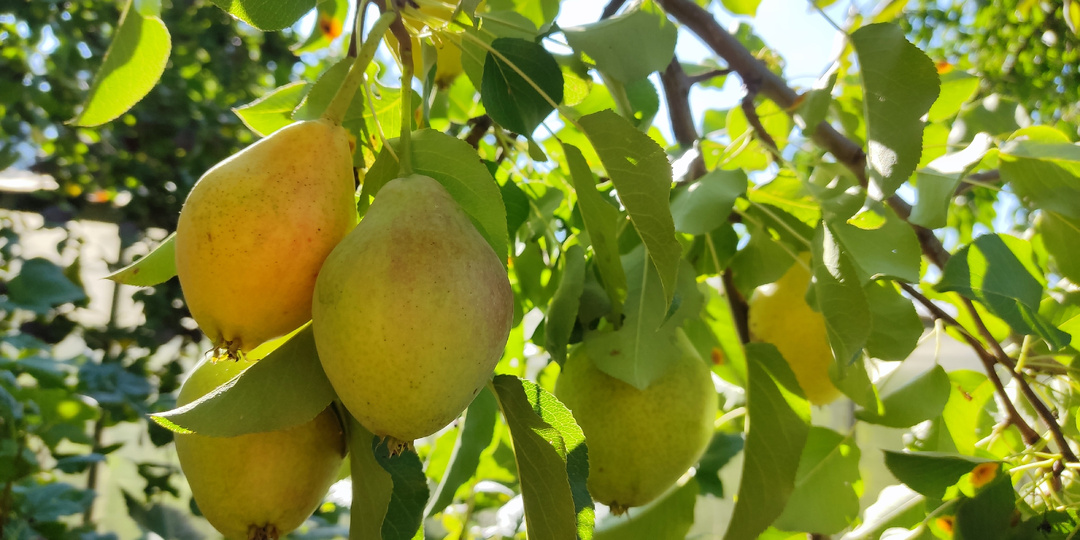 Чем подкормить яблони и груши осенью 🍂🍎🍐