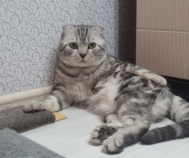 Почему кошки любят сидеть в ванной